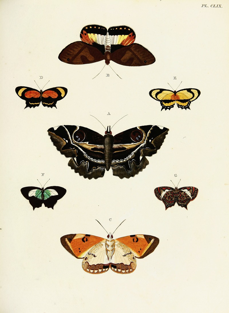 Pieter Cramer - Foreign butterflies occurring in the three continents Asia, Africa and America Pl.406