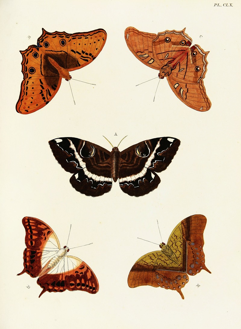 Pieter Cramer - Foreign butterflies occurring in the three continents Asia, Africa and America Pl.407