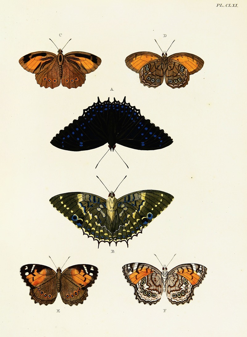 Pieter Cramer - Foreign butterflies occurring in the three continents Asia, Africa and America Pl.408