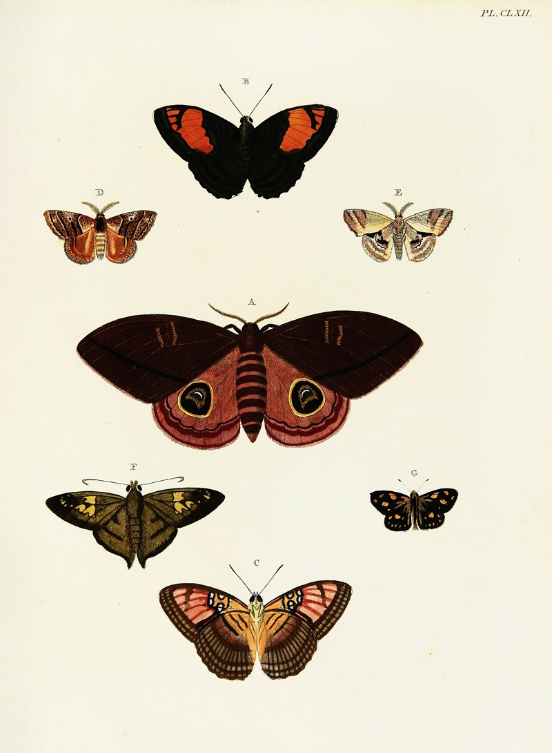 Pieter Cramer - Foreign butterflies occurring in the three continents Asia, Africa and America Pl.409