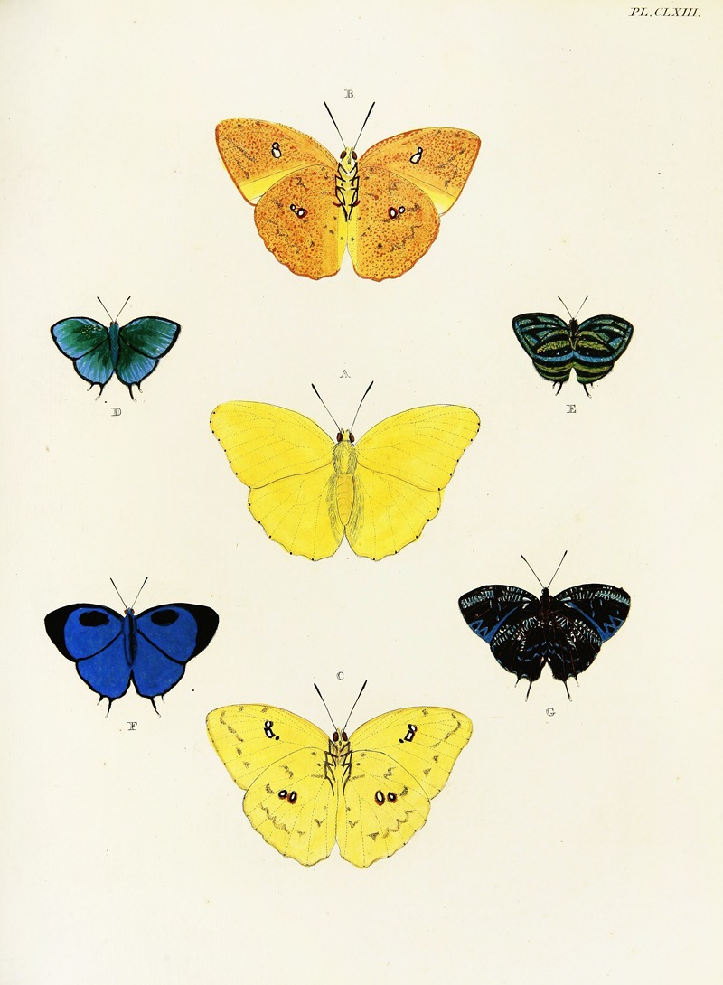 Pieter Cramer - Foreign butterflies occurring in the three continents Asia, Africa and America Pl.410