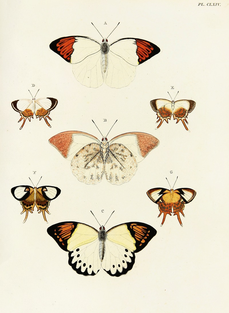 Pieter Cramer - Foreign butterflies occurring in the three continents Asia, Africa and America Pl.411