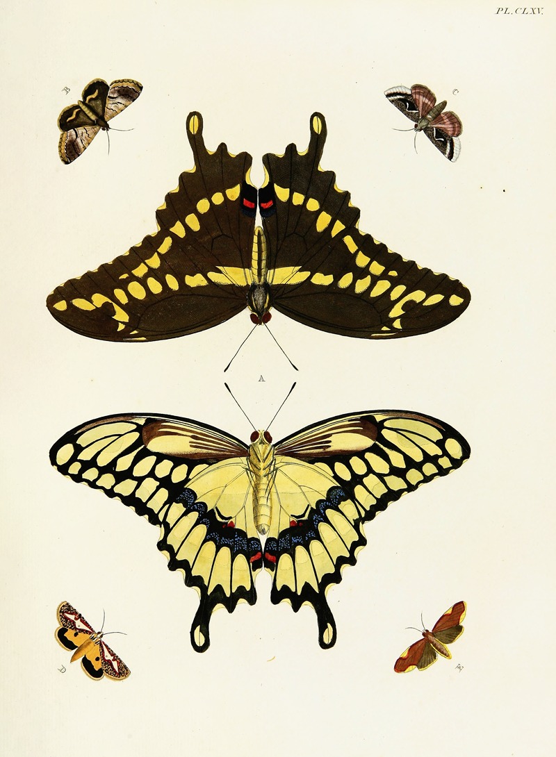 Pieter Cramer - Foreign butterflies occurring in the three continents Asia, Africa and America Pl.412