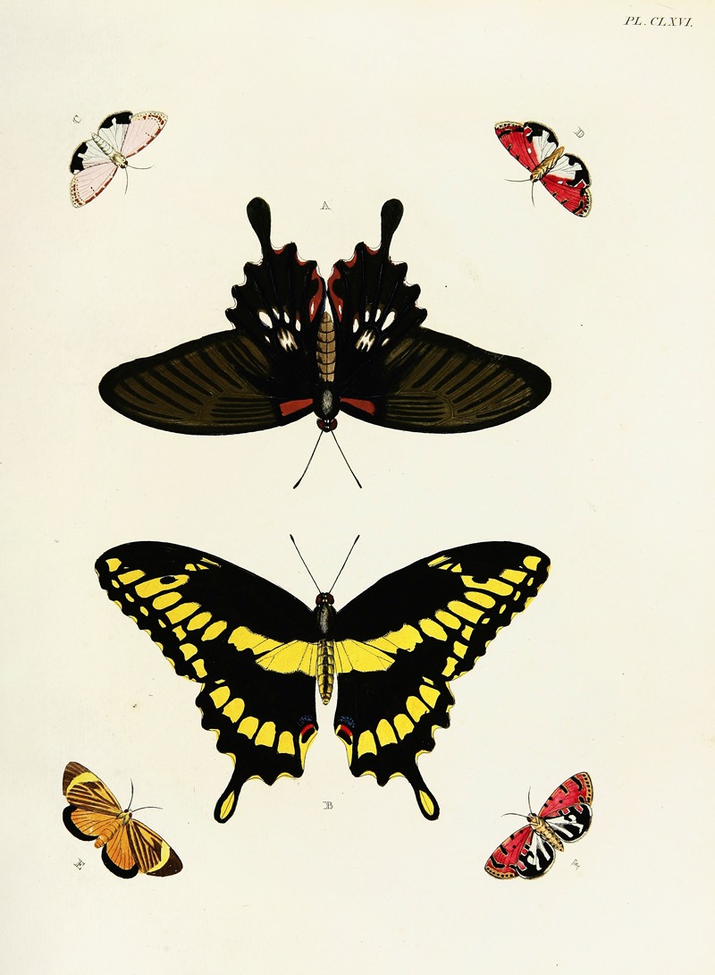 Pieter Cramer - Foreign butterflies occurring in the three continents Asia, Africa and America Pl.413