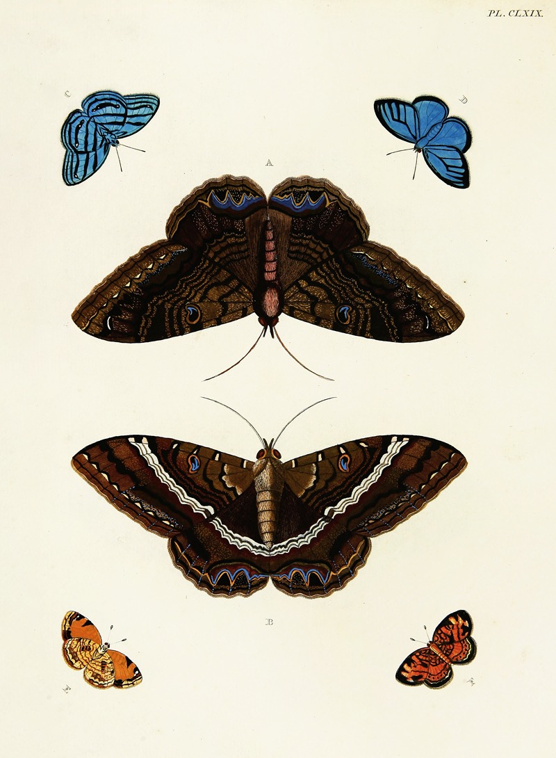 Pieter Cramer - Foreign butterflies occurring in the three continents Asia, Africa and America Pl.416