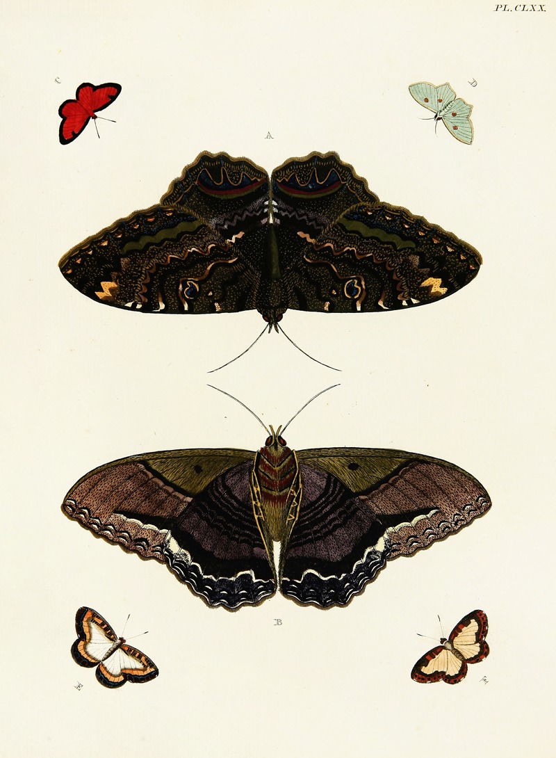 Pieter Cramer - Foreign butterflies occurring in the three continents Asia, Africa and America Pl.417