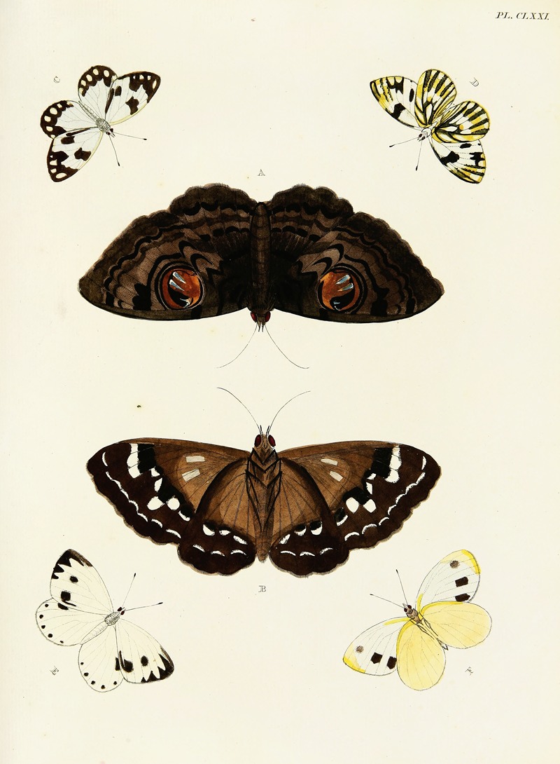 Pieter Cramer - Foreign butterflies occurring in the three continents Asia, Africa and America Pl.418