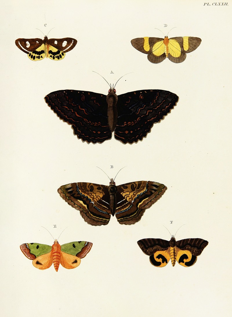Pieter Cramer - Foreign butterflies occurring in the three continents Asia, Africa and America Pl.419