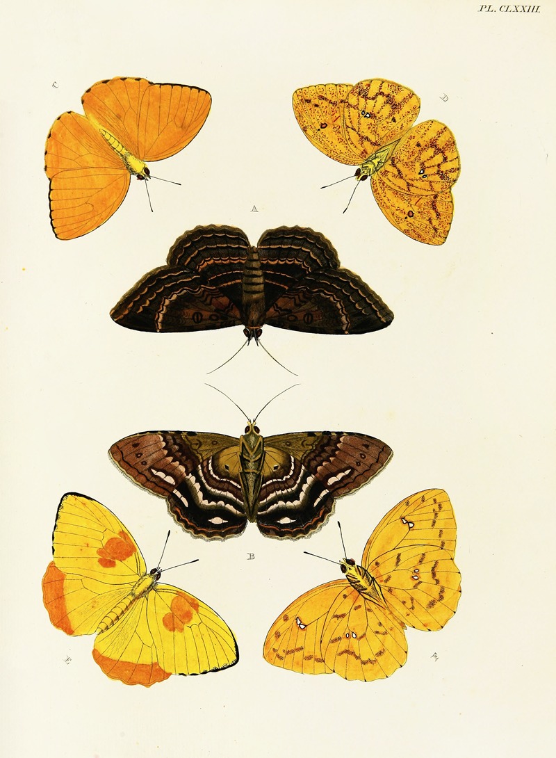 Pieter Cramer - Foreign butterflies occurring in the three continents Asia, Africa and America Pl.420