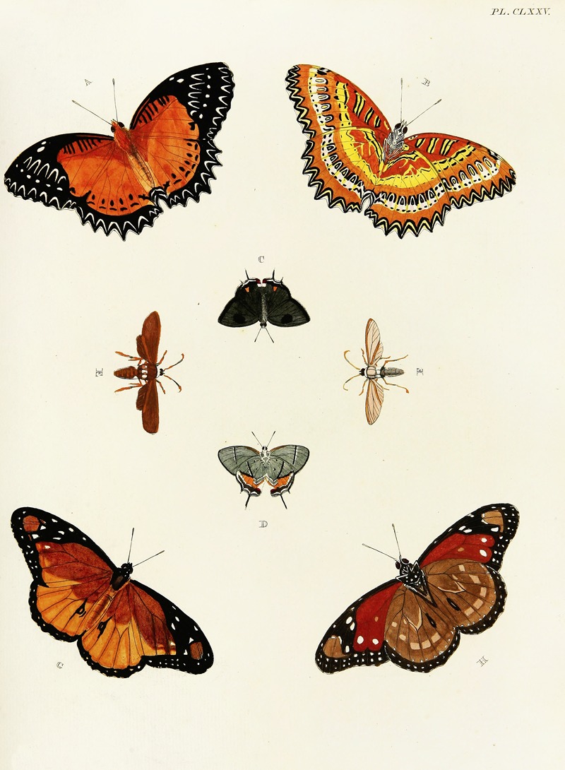 Pieter Cramer - Foreign butterflies occurring in the three continents Asia, Africa and America Pl.422