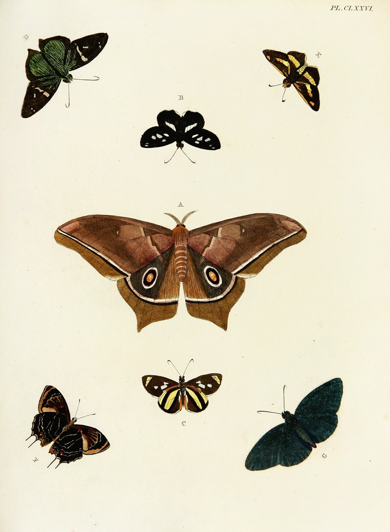 Pieter Cramer - Foreign butterflies occurring in the three continents Asia, Africa and America Pl.423