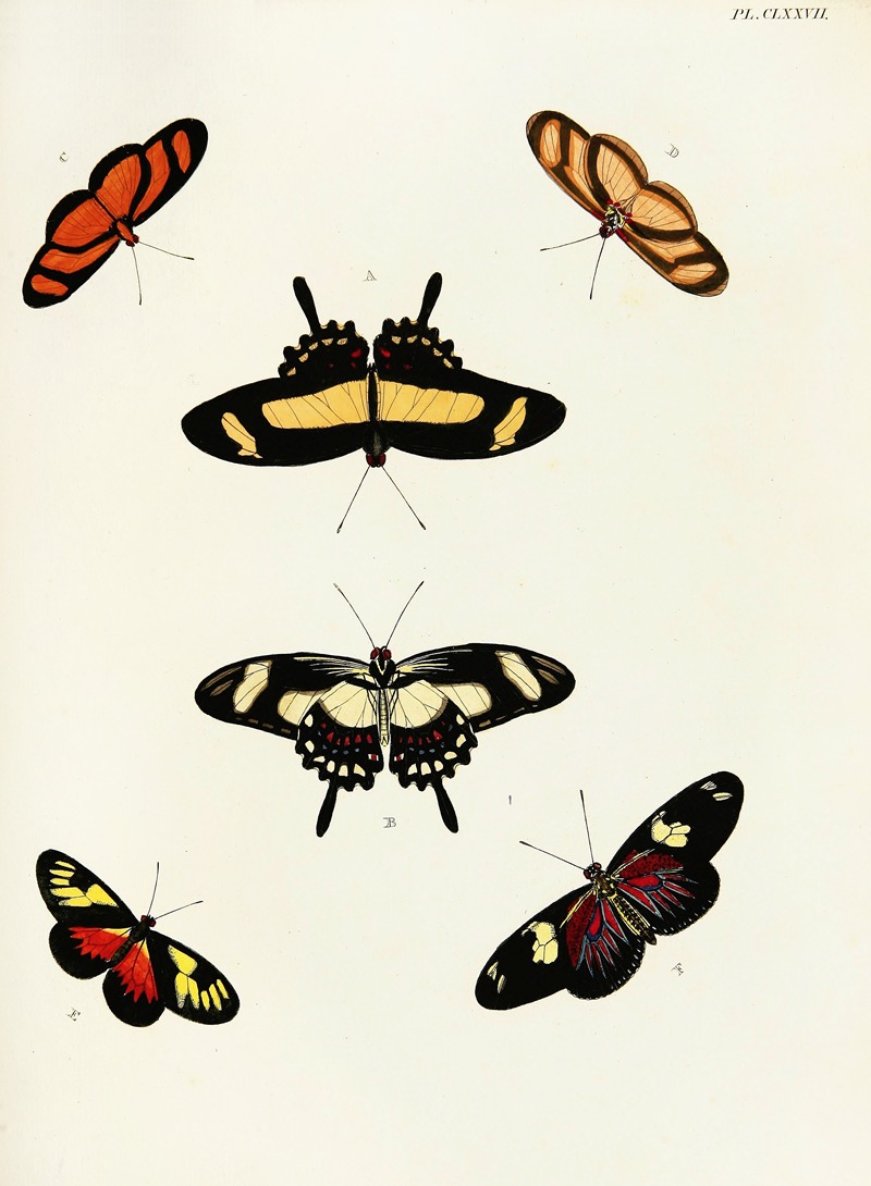 Pieter Cramer - Foreign butterflies occurring in the three continents Asia, Africa and America Pl.424