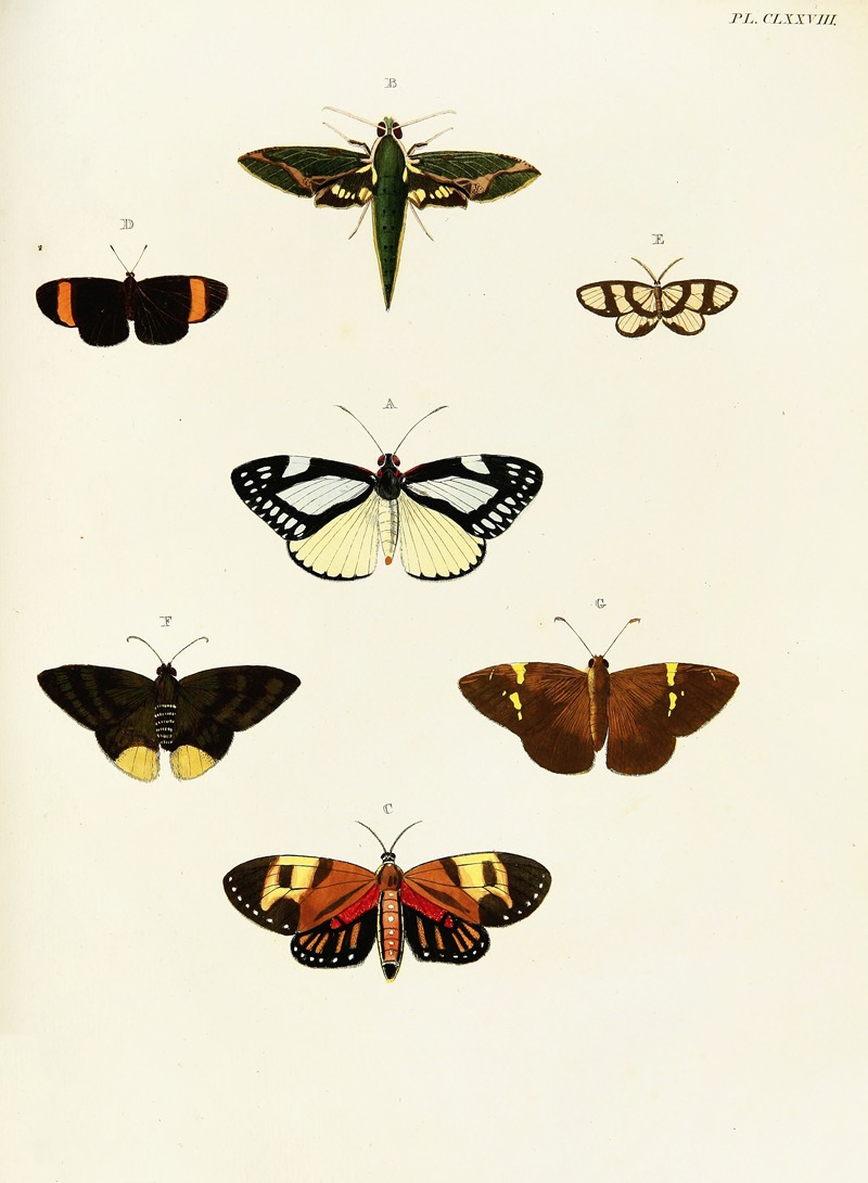 Pieter Cramer - Foreign butterflies occurring in the three continents Asia, Africa and America Pl.425