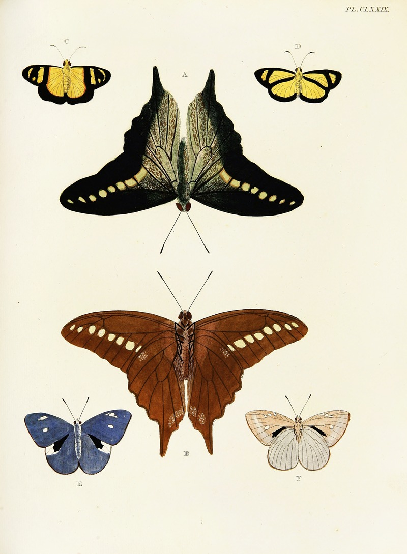 Pieter Cramer - Foreign butterflies occurring in the three continents Asia, Africa and America Pl.426