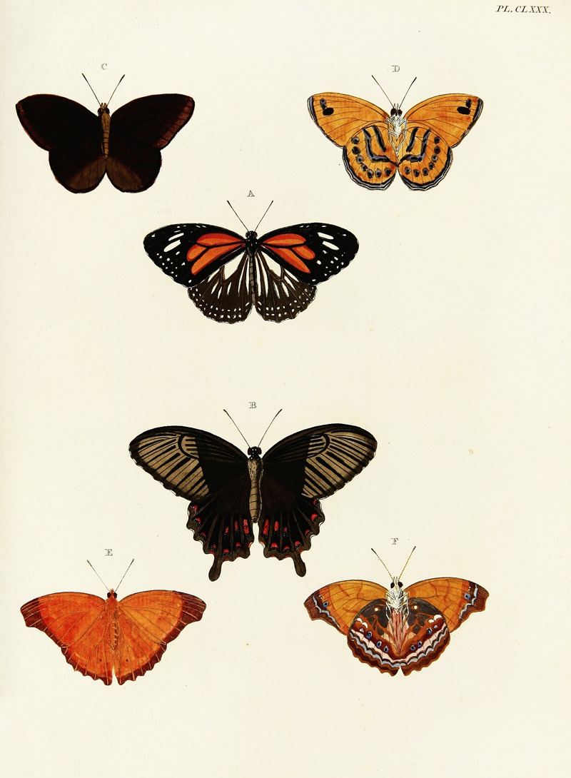 Pieter Cramer - Foreign butterflies occurring in the three continents Asia, Africa and America Pl.427