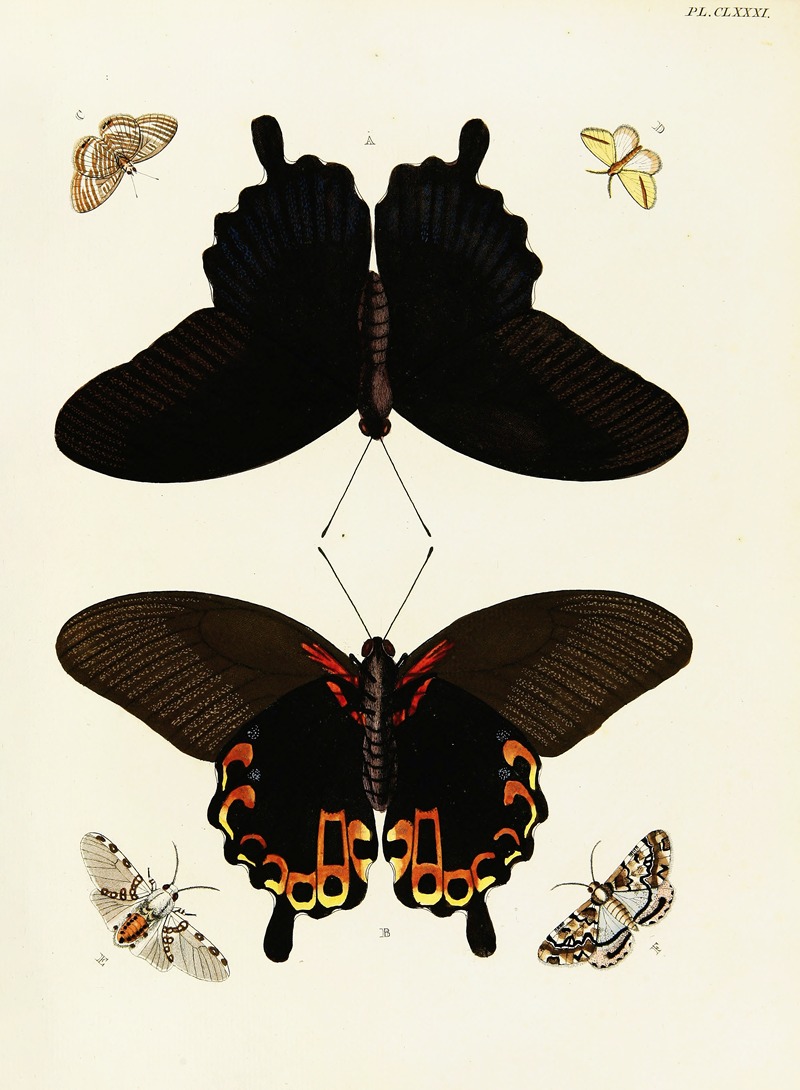 Pieter Cramer - Foreign butterflies occurring in the three continents Asia, Africa and America Pl.428