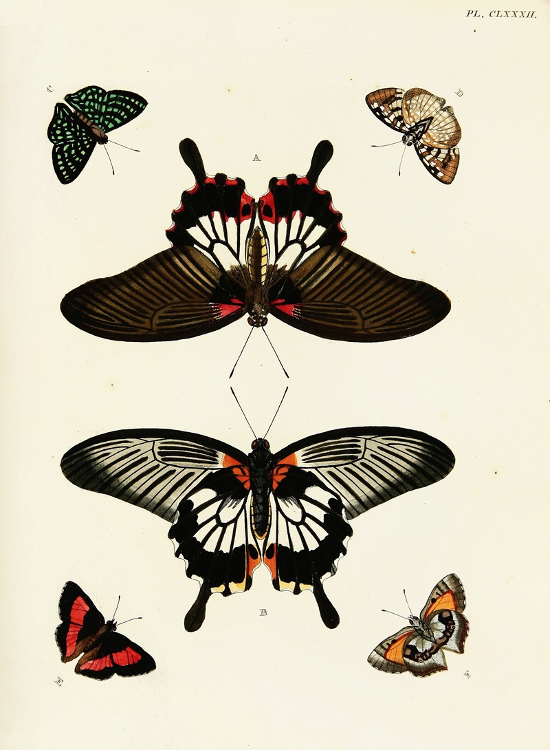 Pieter Cramer - Foreign butterflies occurring in the three continents Asia, Africa and America Pl.429