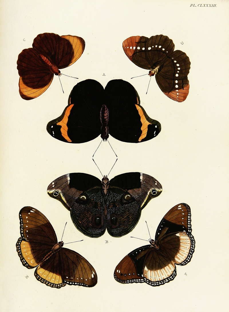 Pieter Cramer - Foreign butterflies occurring in the three continents Asia, Africa and America Pl.430