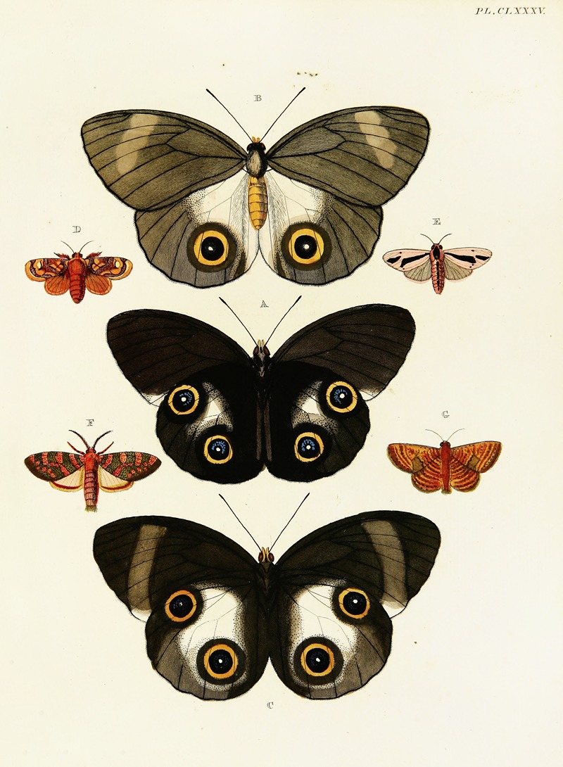 Pieter Cramer - Foreign butterflies occurring in the three continents Asia, Africa and America Pl.432