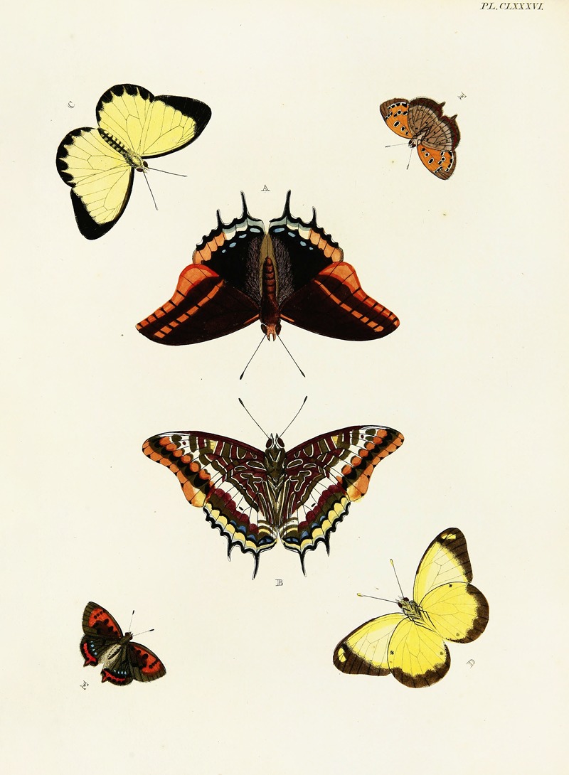 Pieter Cramer - Foreign butterflies occurring in the three continents Asia, Africa and America Pl.433