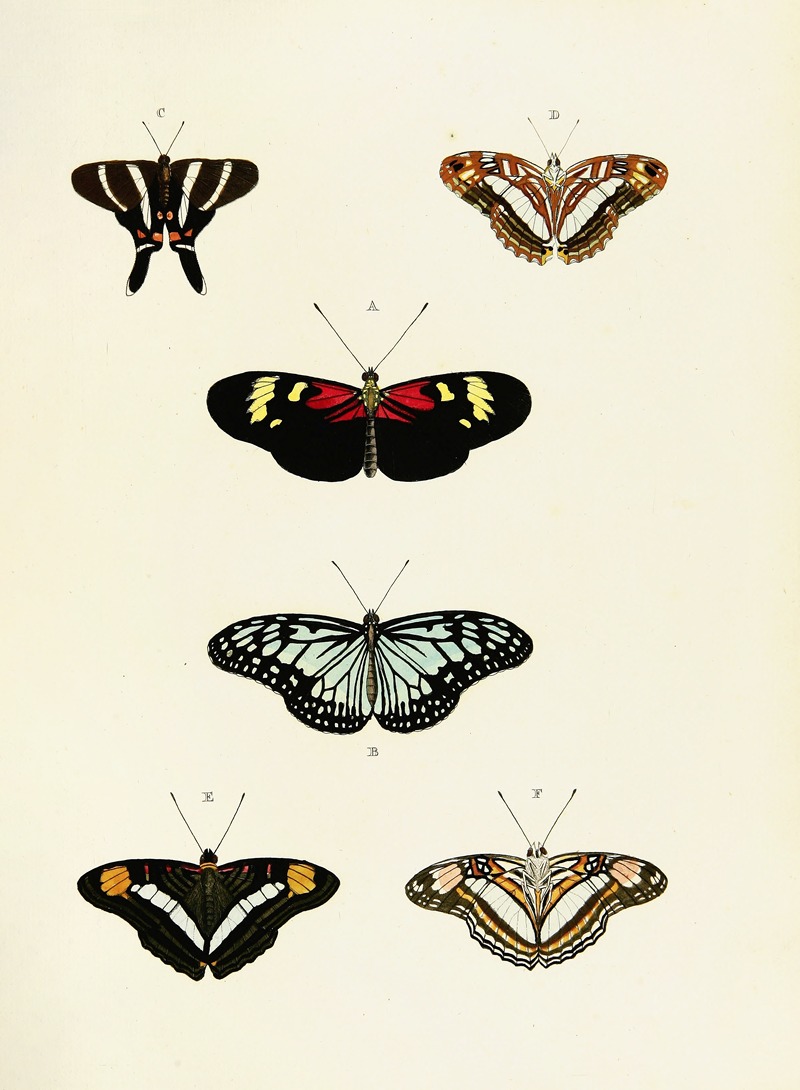 Pieter Cramer - Foreign butterflies occurring in the three continents Asia, Africa and America Pl.435