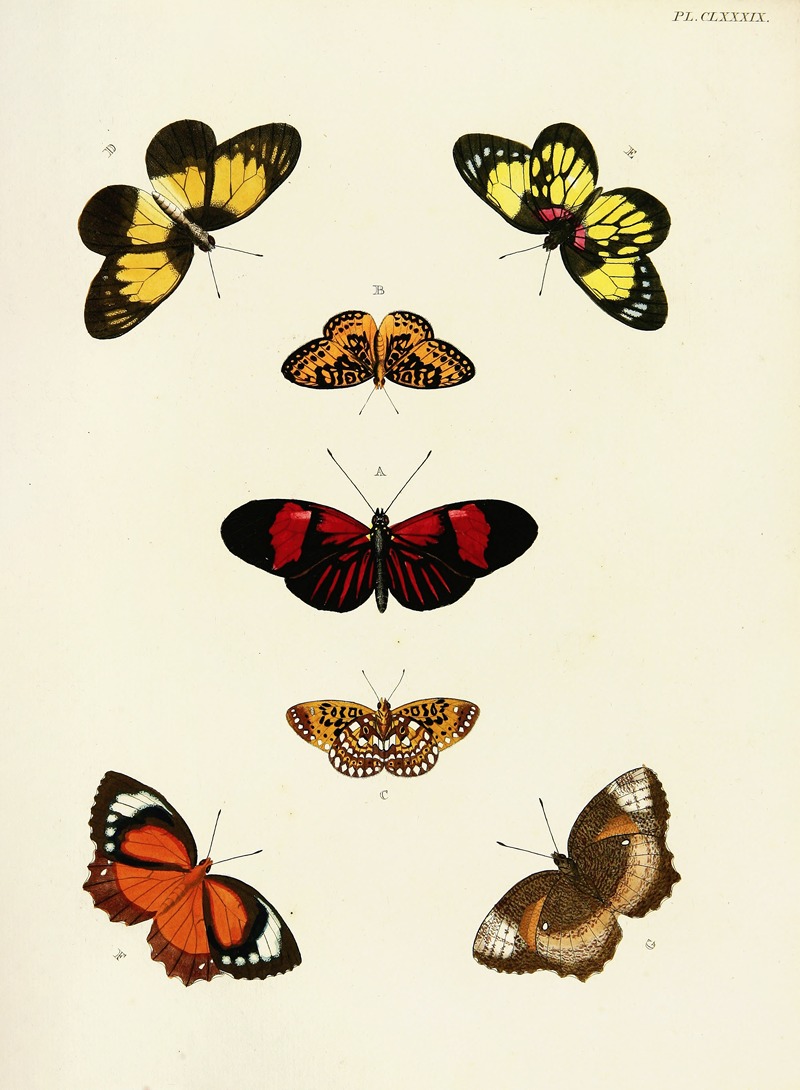 Pieter Cramer - Foreign butterflies occurring in the three continents Asia, Africa and America Pl.436