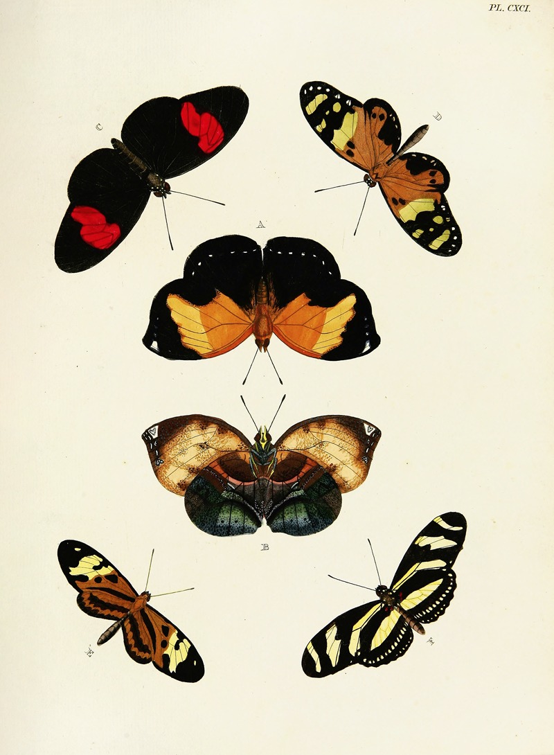 Pieter Cramer - Foreign butterflies occurring in the three continents Asia, Africa and America Pl.438