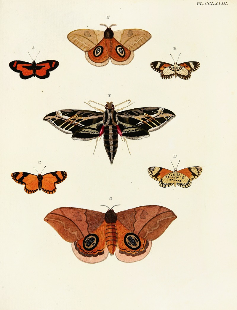 Pieter Cramer - Foreign butterflies occurring in the three continents Asia, Africa and America Pl.075