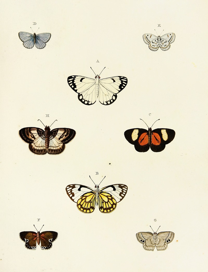 Pieter Cramer - Foreign butterflies occurring in the three continents Asia, Africa and America Pl.077