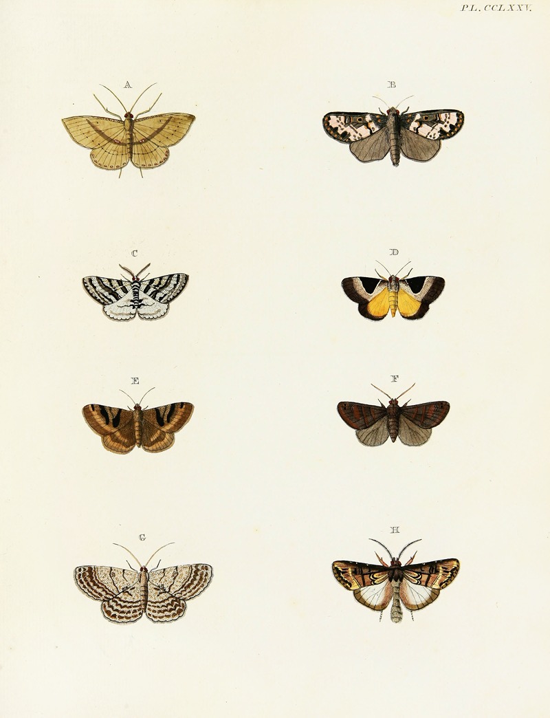 Pieter Cramer - Foreign butterflies occurring in the three continents Asia, Africa and America Pl.082