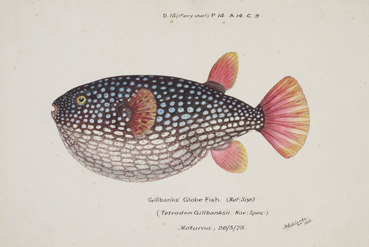 Frank Edward Clarke - Arothron gillbanksii (Gillbanks Globe fish)