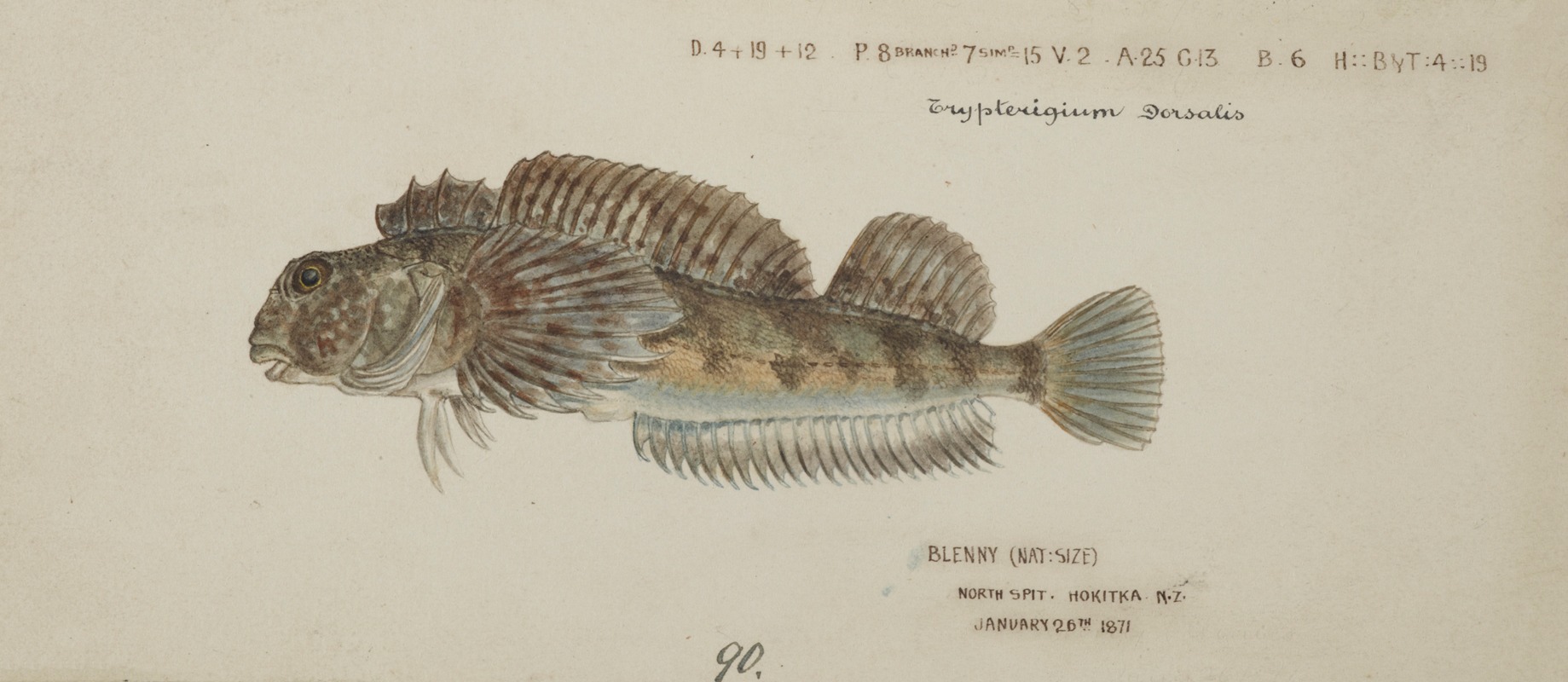 Frank Edward Clarke - Blennodon dorsale (Giant triplefin)