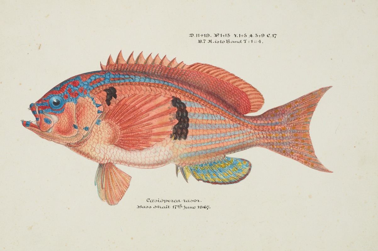 Frank Edward Clarke - Caesioperca rasor (Tas) : Sea perch