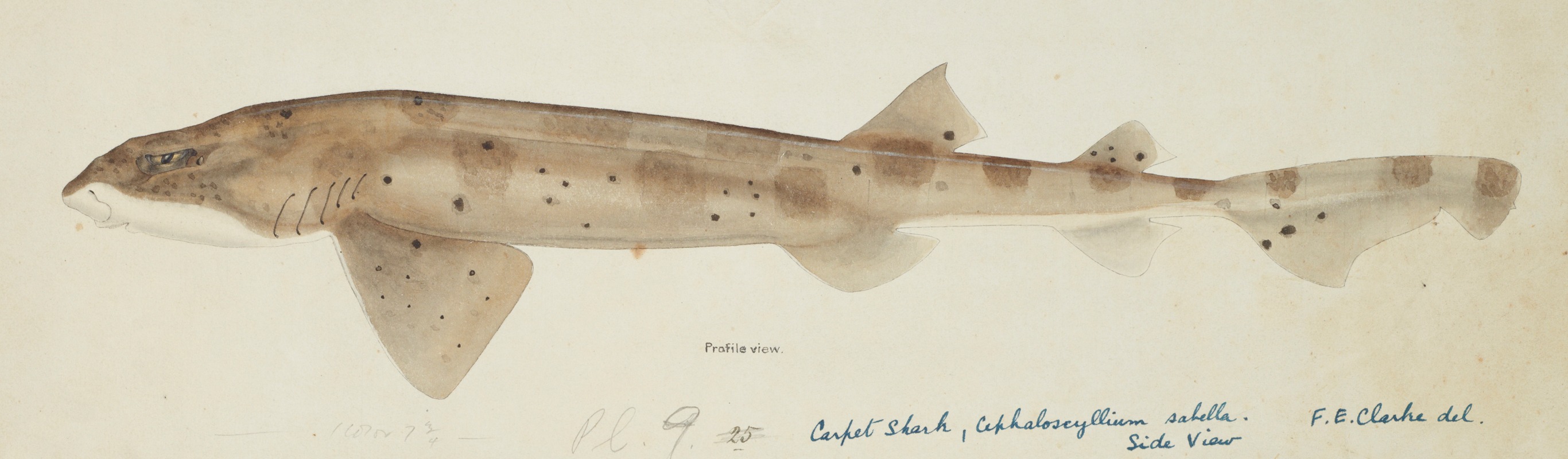 Frank Edward Clarke - Cephaloscyllium isabella (NZ) : Carpet shark