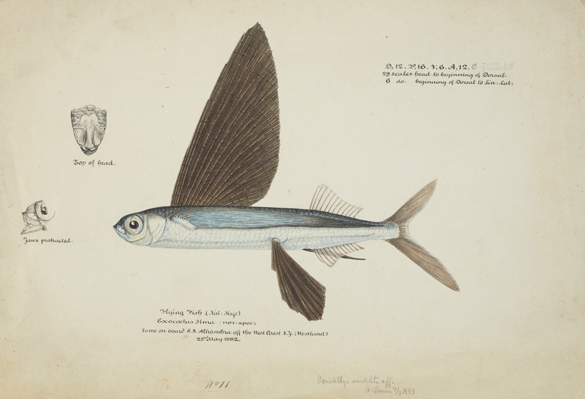 Frank Edward Clarke - Danichthys cribrosus (NZ) : Flyfish fish