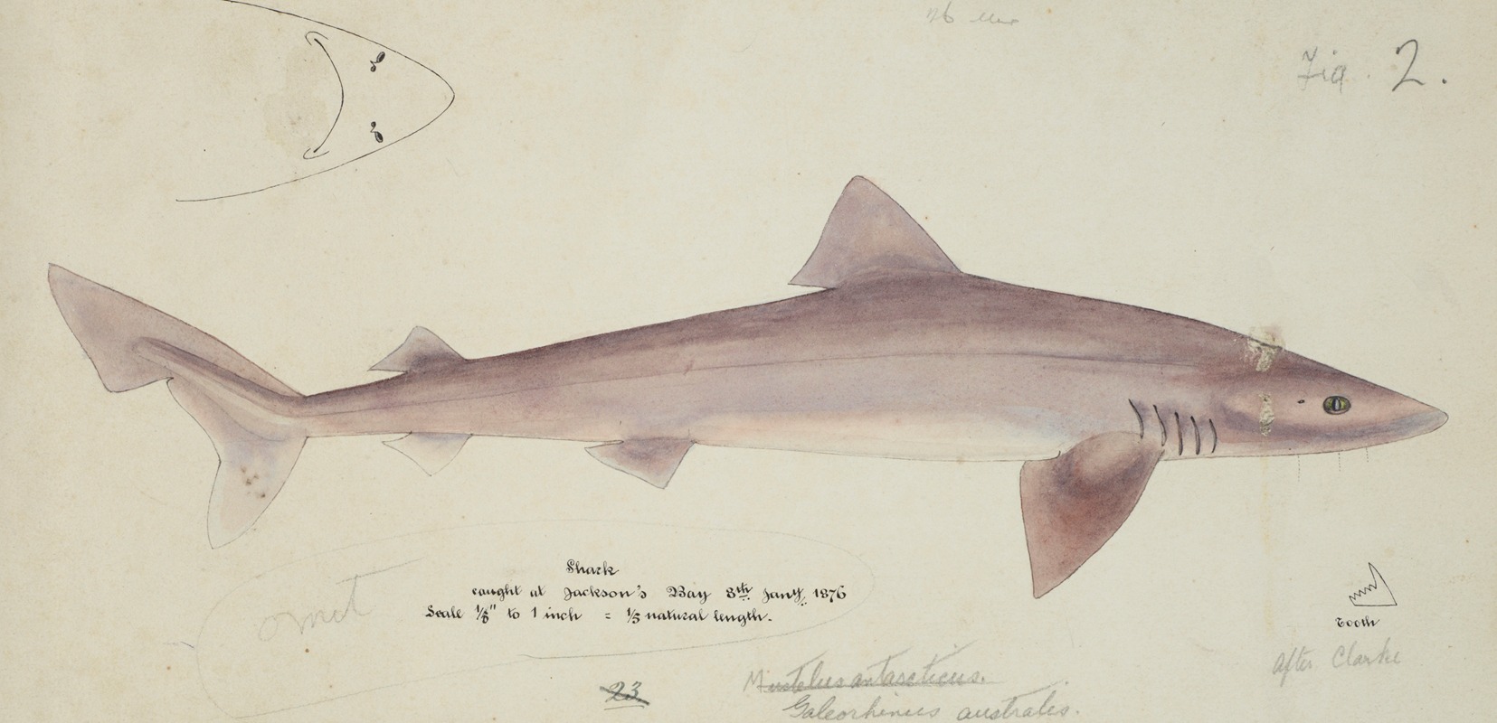 Frank Edward Clarke - Galeorhinus galeus : Requiem shark
