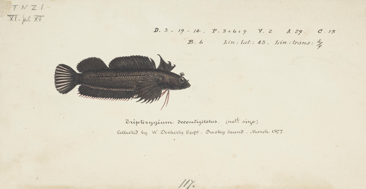 Frank Edward Clarke - Gilloblennius tripennis : Spectacled triplefin