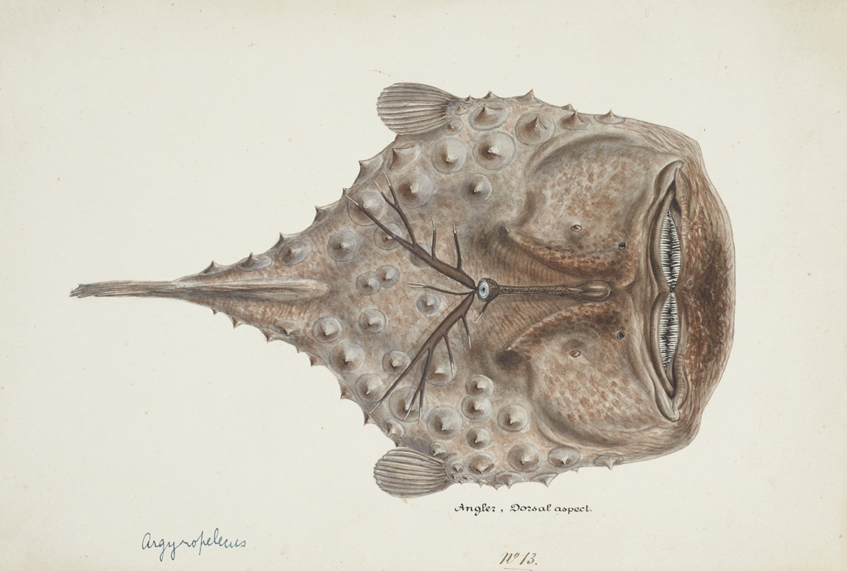 Frank Edward Clarke - Himantolophus appelii (NZ) – dorsal view : Prickly anglerfish
