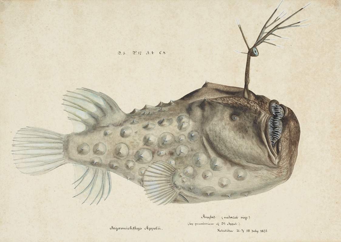 Frank Edward Clarke - Himantolophus appelii (NZ) – lateral view : Prickly anglerfish