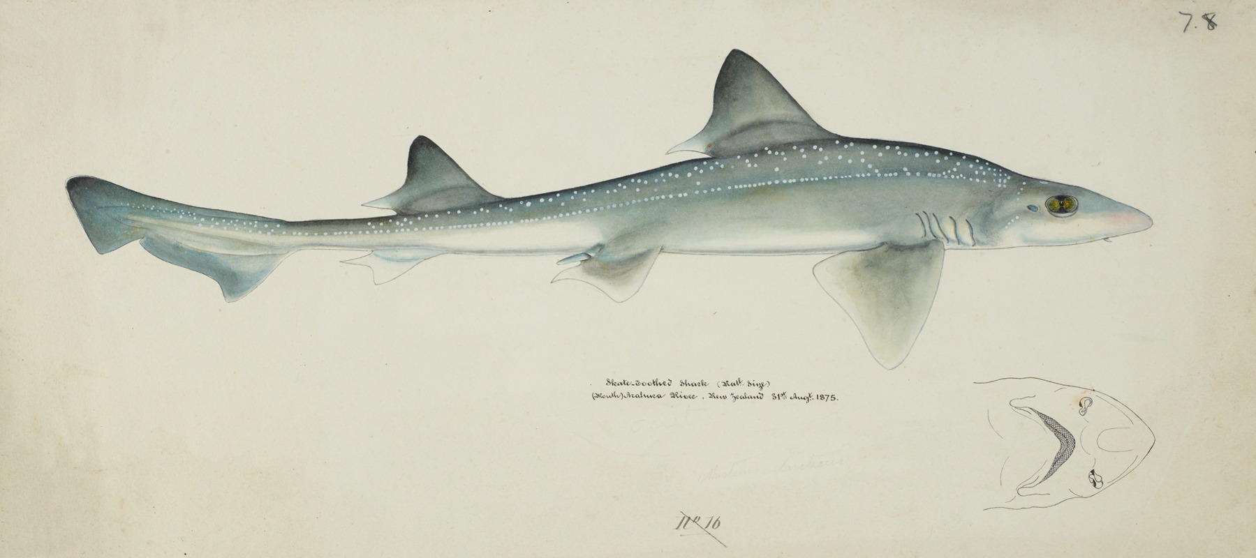 Frank Edward Clarke - Mustelus antarcticus (NZ) : Smooth-hound (shark)