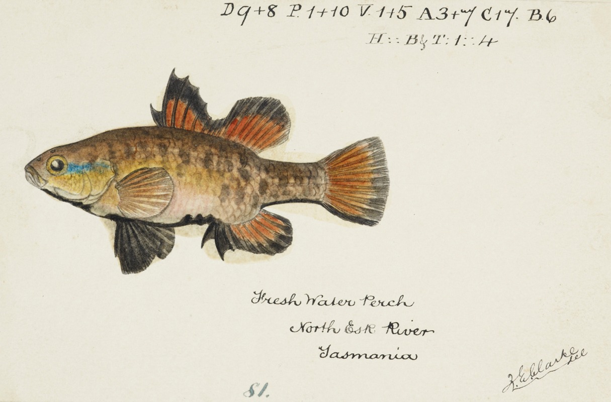 Frank Edward Clarke - Nannoperca australis (Tas) : Eel