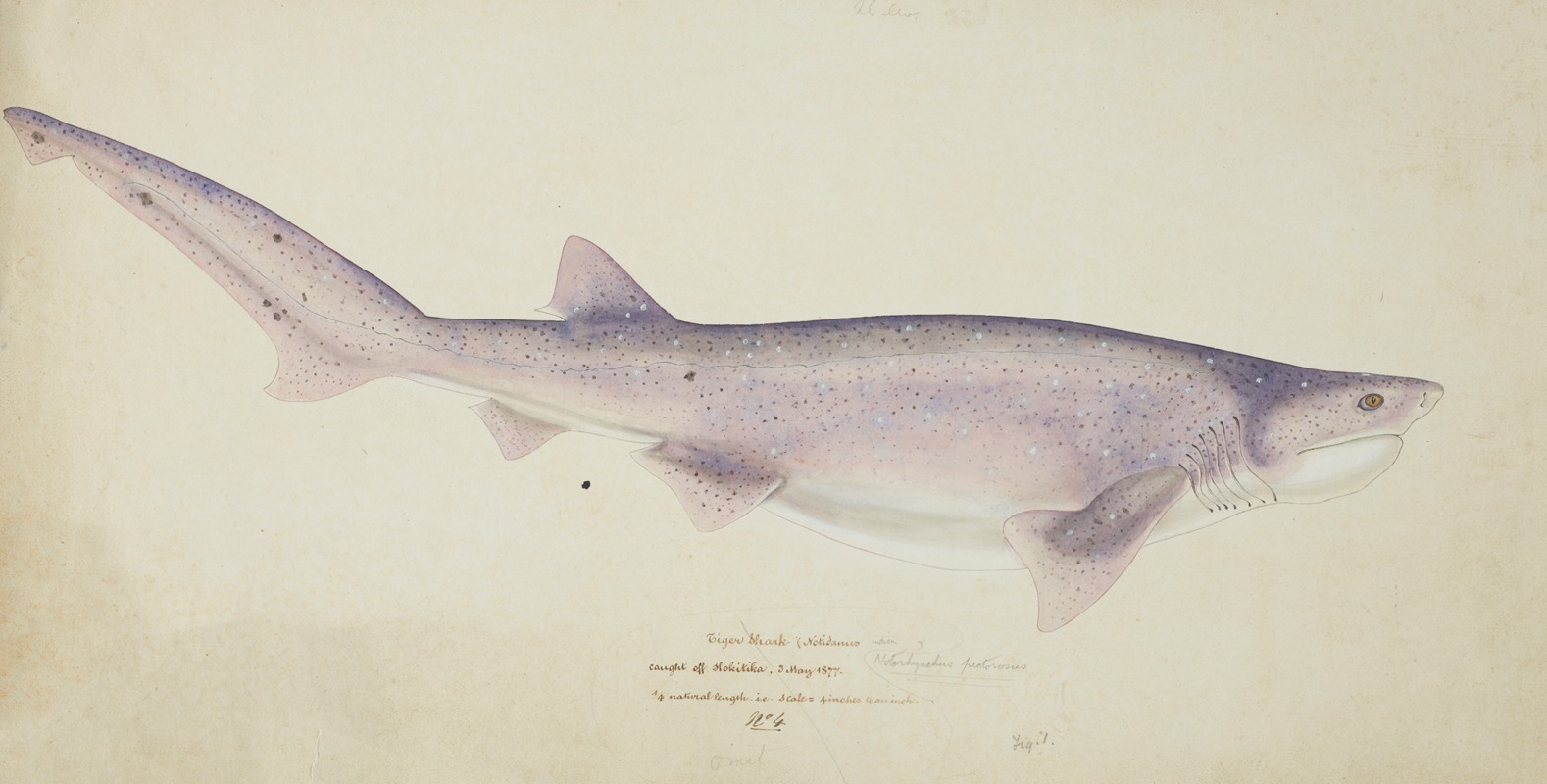 Frank Edward Clarke - Notorynchus cepedianus (NZ) : Broadsnouted seven-gill shark