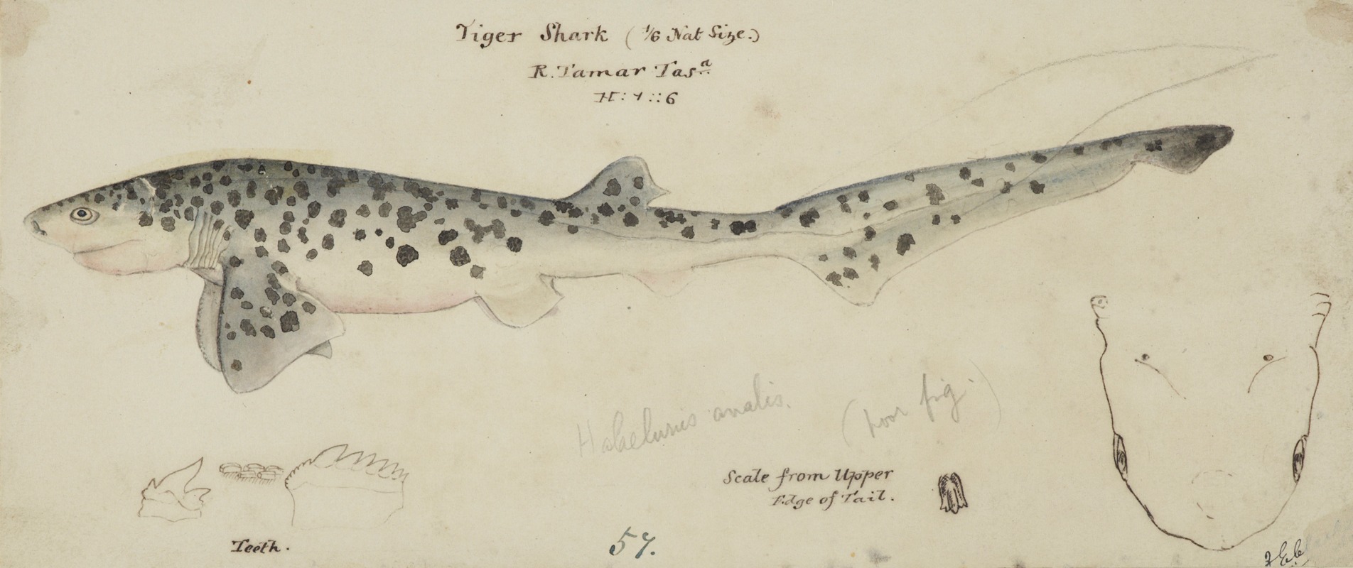 Frank Edward Clarke - Notorynchus cepedianus (Tas): Broad seven-gill shark