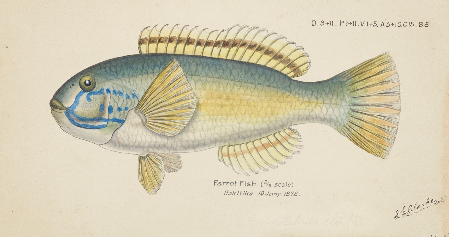 Frank Edward Clarke - Parrot fish