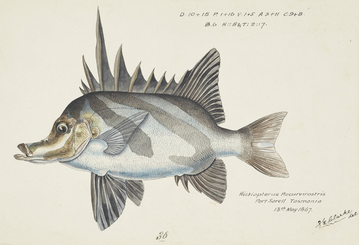 Frank Edward Clarke - Pentaceropsis recurvirostris (Tas) : Long-snout boarfish