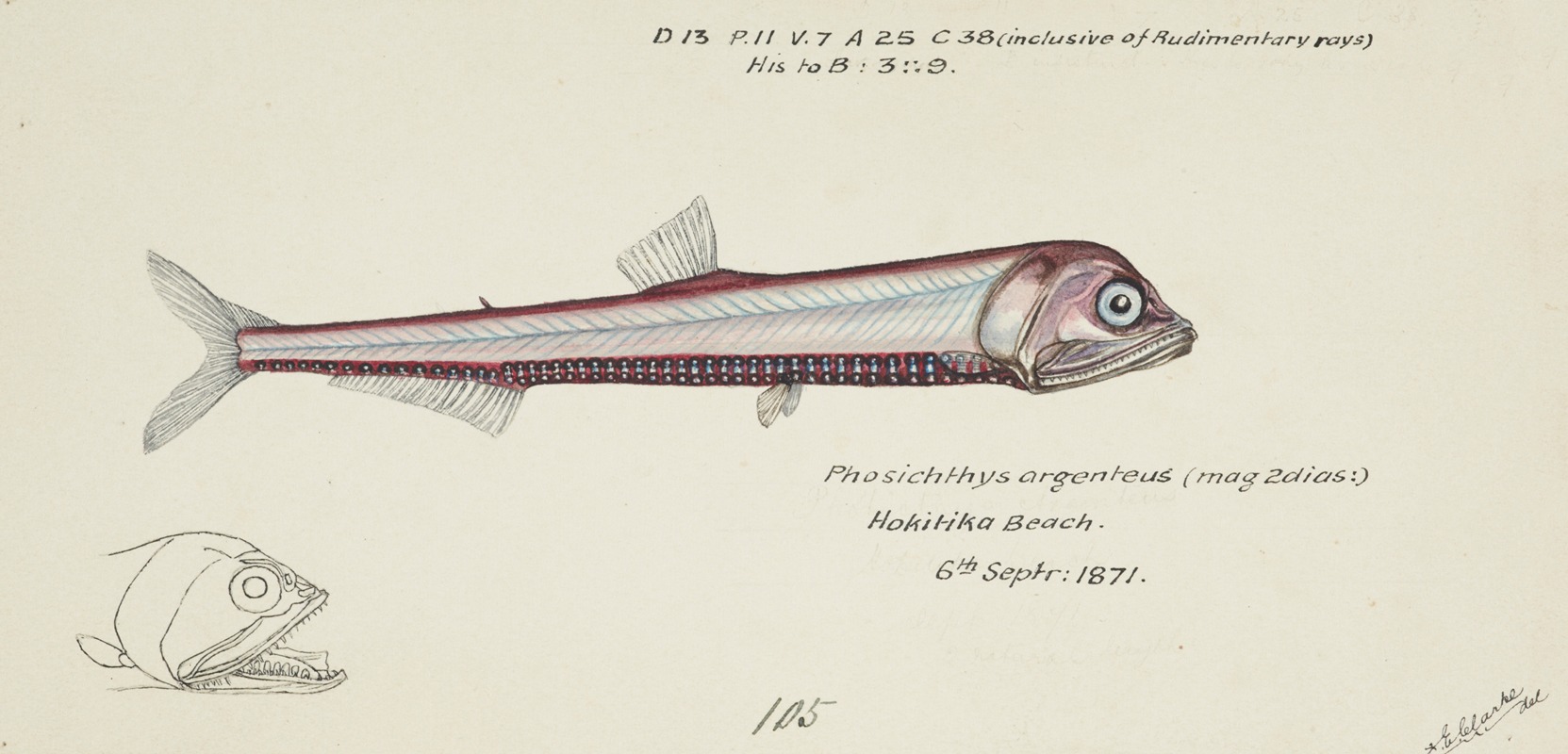 Frank Edward Clarke - Photichthys argenteus (NZ) : Lighthouse fish