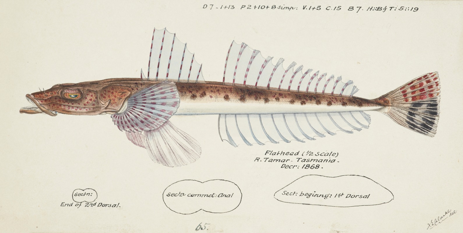 Frank Edward Clarke - Platycephalus sp (Tas) : Flathead