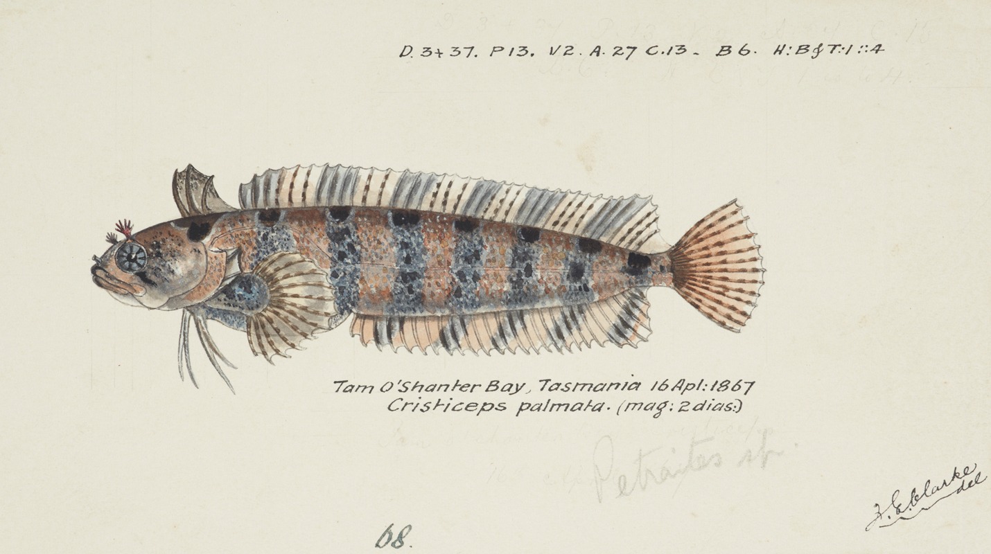 Frank Edward Clarke - Possibly Heteroclinus sp (Tas) : Weedfish