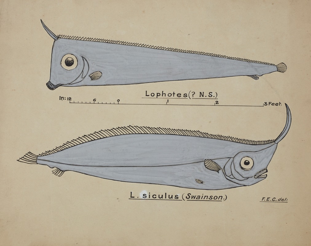 Frank Edward Clarke - Possibly Lophotes capallei (Crested bandfish)
