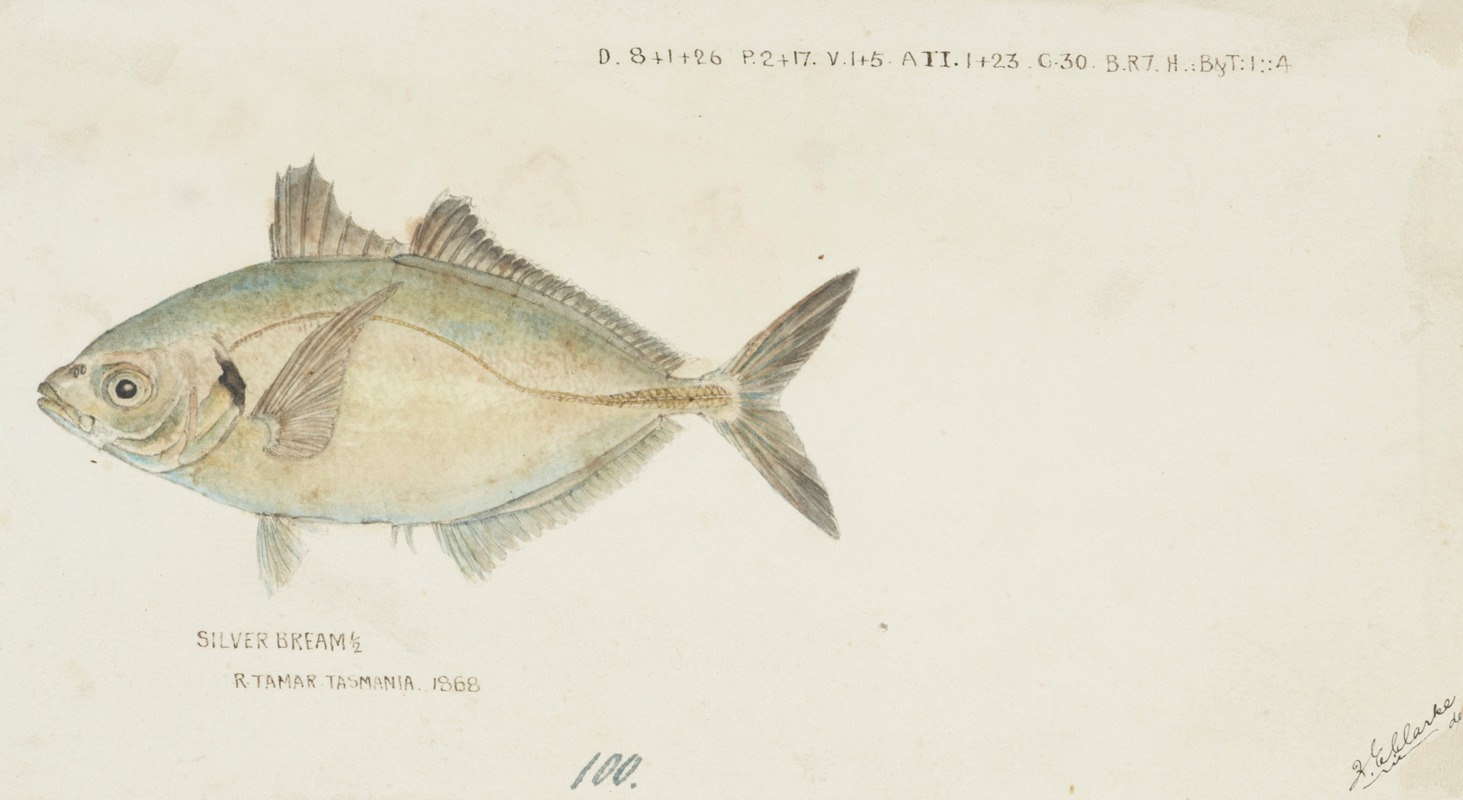 Frank Edward Clarke - Pseudocaranx dentex (Tas): White trevally